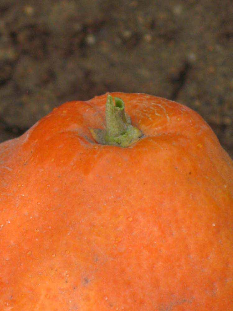            Fruit (Riverside, CA)   